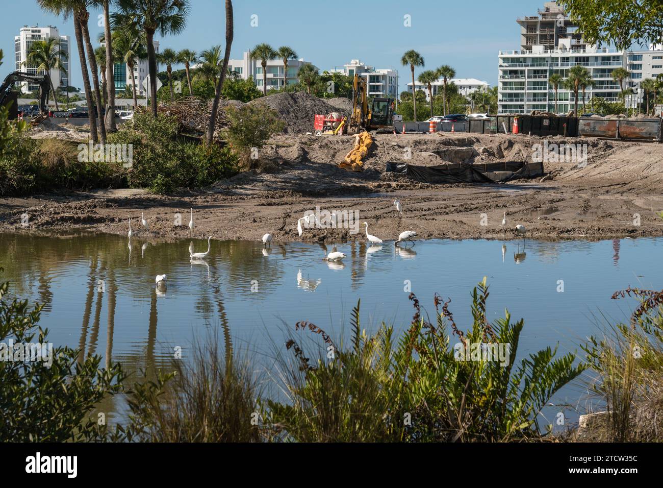 Birds in small polluted pond as real estate development encroaches on their habitat. Stock Photo