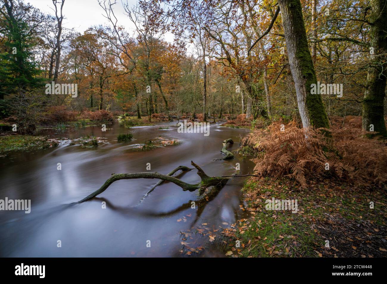 The new forest hamphire uk hi-res stock photography and images - Alamy