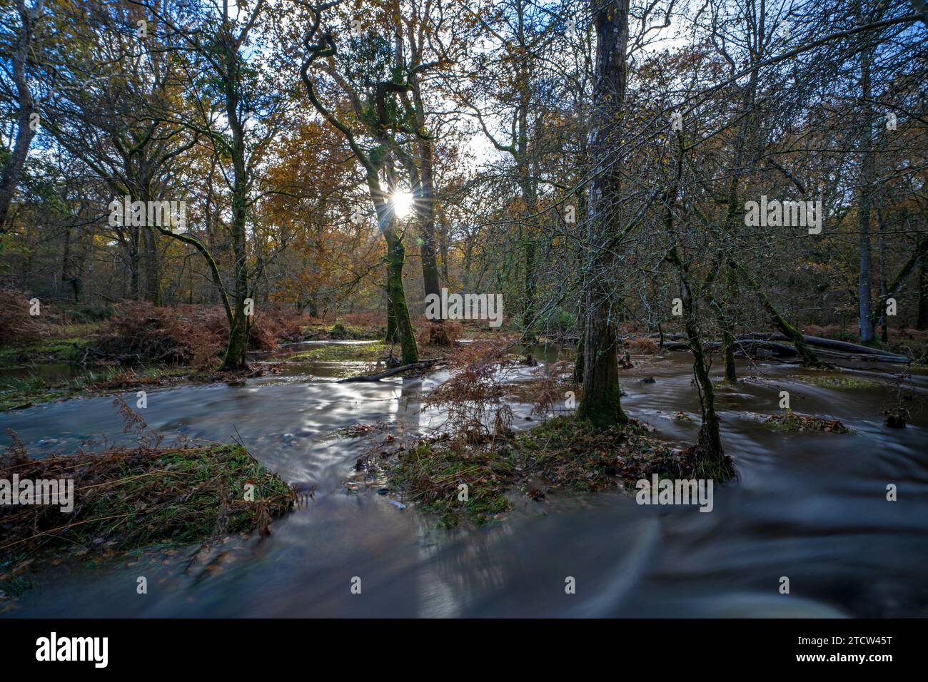 Blackwater Stream in The New Forest after heavy rain, Brockenhurst, Hampshire, Uk Stock Photo