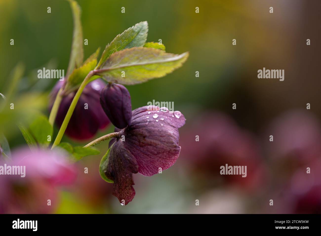 Close-up of a purple Christmas rose (Helleborus niger) with blurred background Stock Photo
