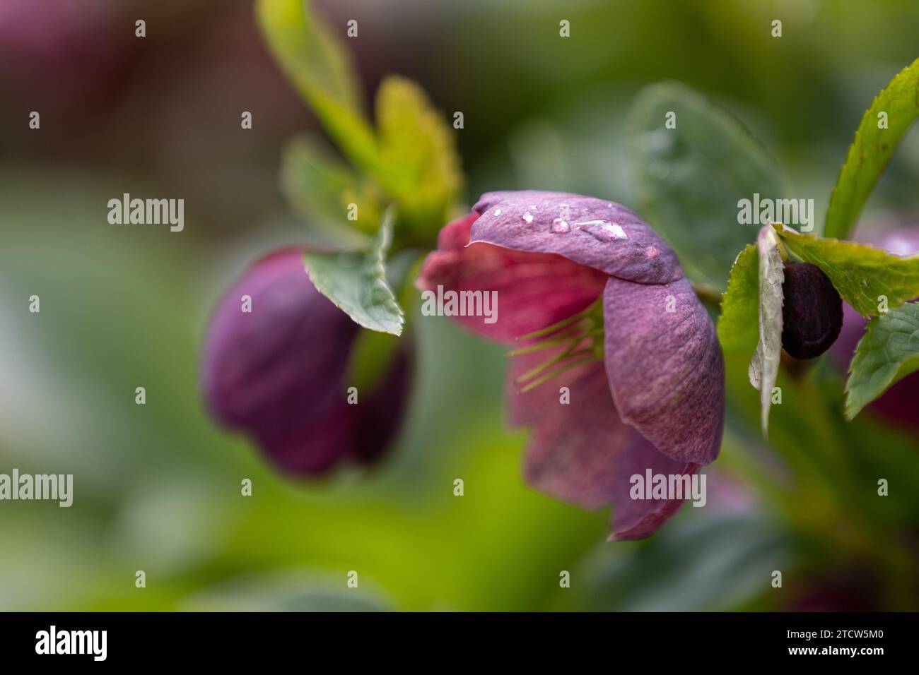 Close-up of a purple Christmas rose (Helleborus niger) with blurred background Stock Photo
