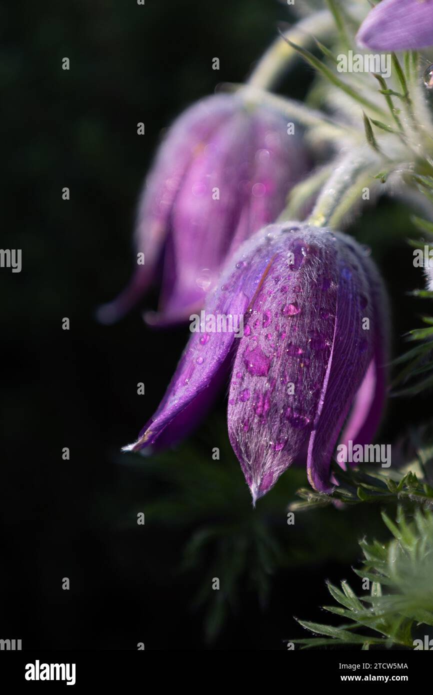 close-up of a purple pasqueflower blossom (pulsatilla vulgaris) with blurry background Stock Photo