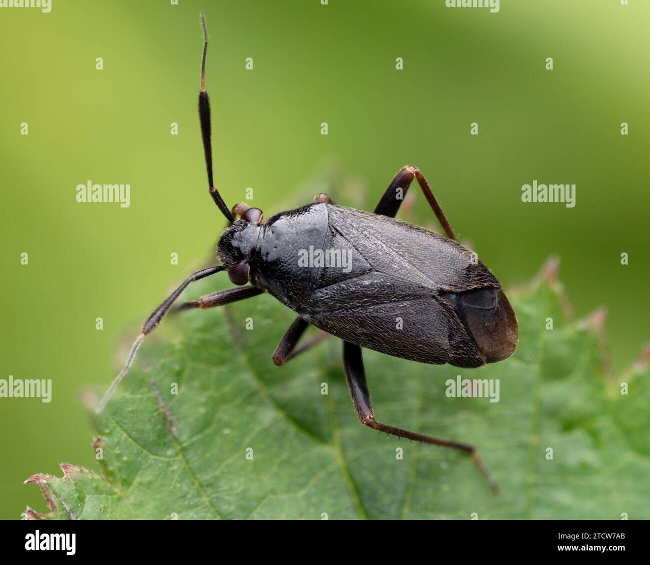 Capsus ater Mirid Bug on leaf. Tipperary, Ireland Stock Photo