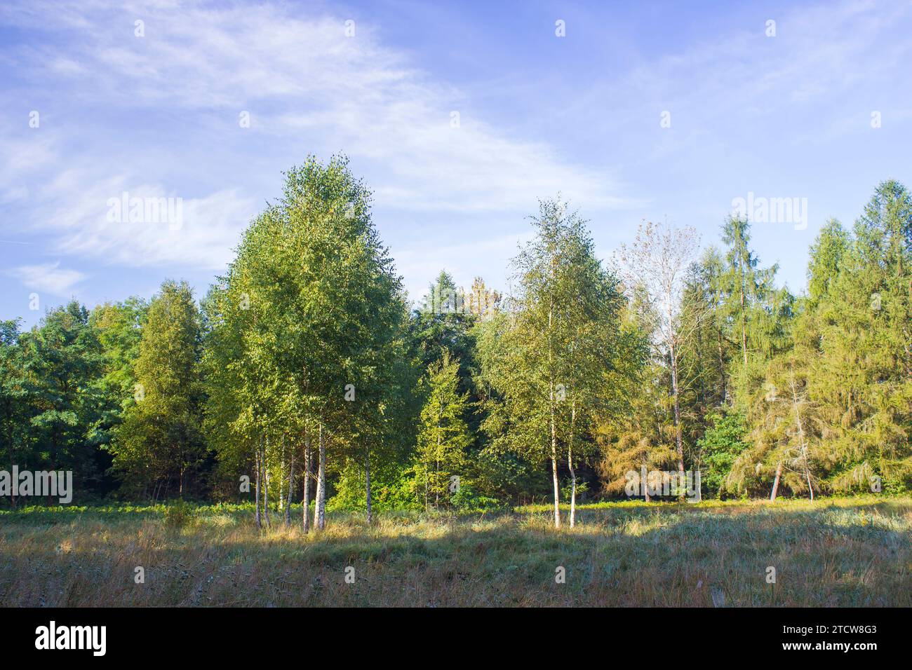 Birch trees in a forest hi-res stock photography and images - Alamy