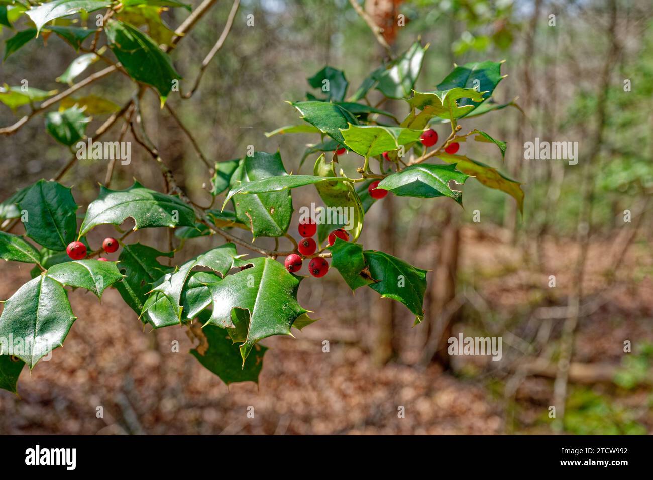 A branch closeup of a holly plant with clusters of red berries alongside the pointy foliage with the woodlands in the background on a sunny day in ear Stock Photo