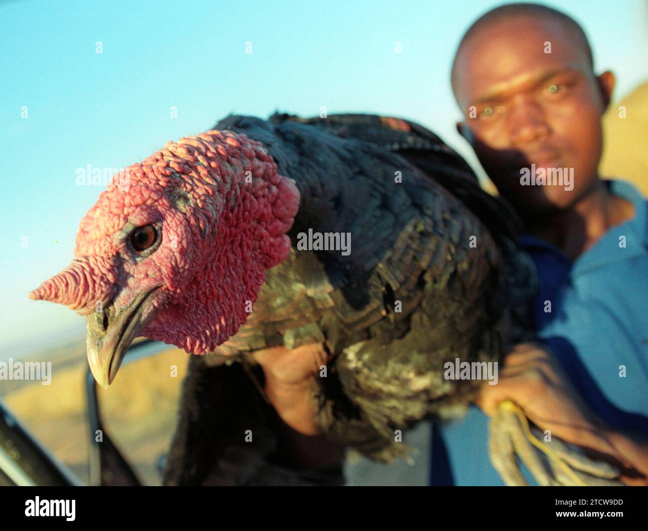 South Africa, Badplaas, 2004. A man with his turkey for Christmas. Stock Photo