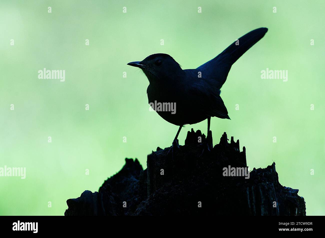 Catbird silhouette Stock Photo