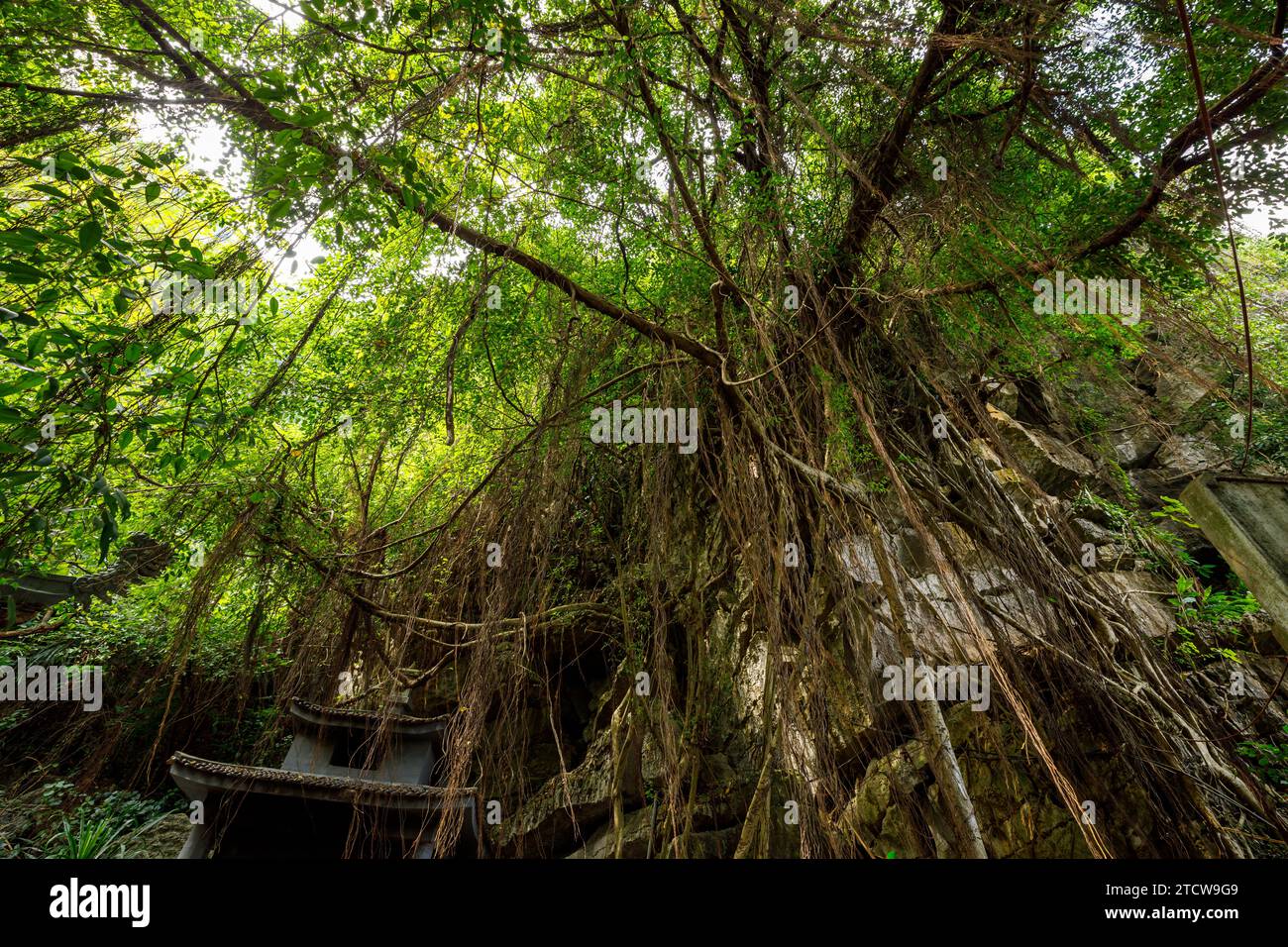 The Jungle at Tam Coc in Vietnam Stock Photo
