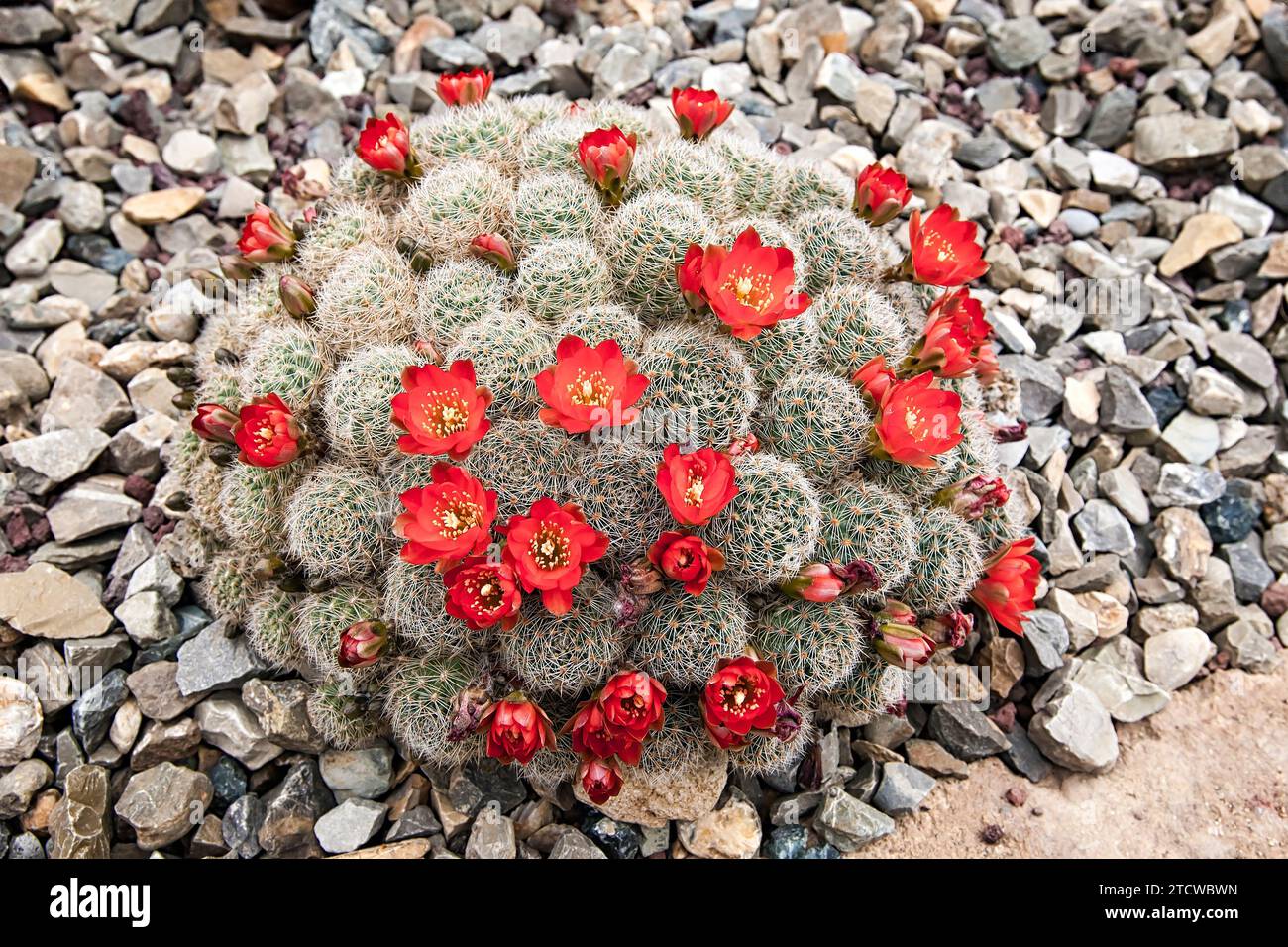 Flame Crown Cactus (Rebutia flavistyla), cactaceae. Ornamental succulent plant. rare cactus. Stock Photo