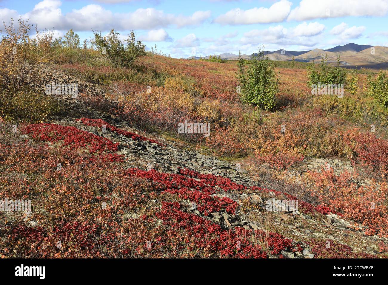 Harsh arctic environment hi-res stock photography and images - Alamy
