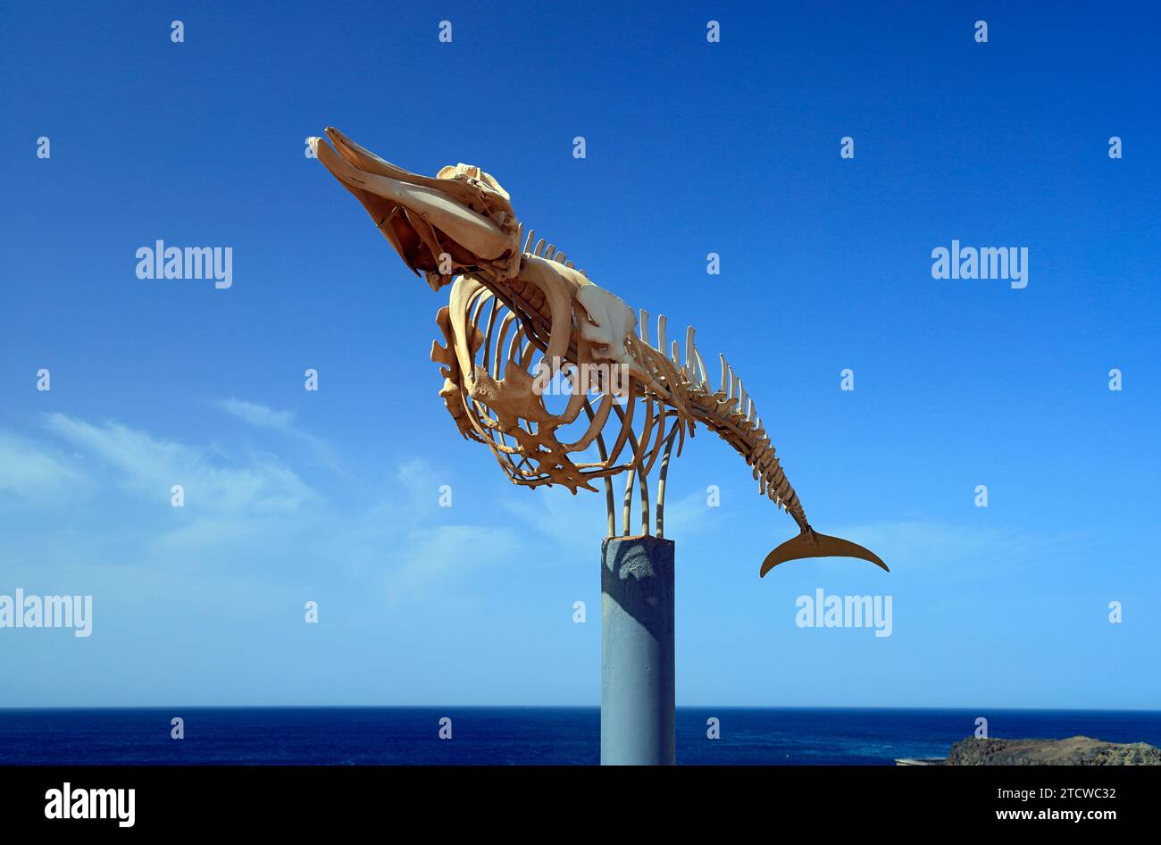 Cuvier's Beaked Whale Skeleton (Ziphius cavirostris), El Cotillo ...