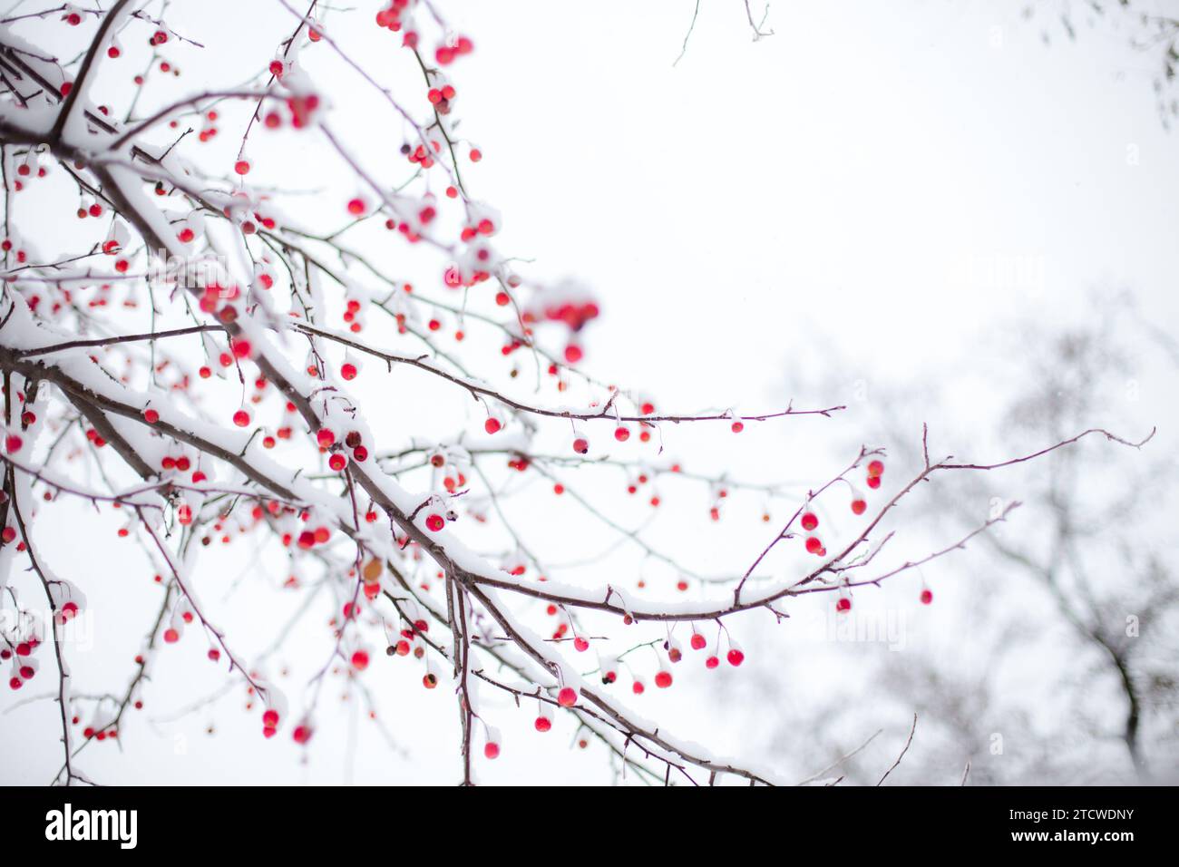 Snow-covered rowan branches with red berries in the winter Stock Photo ...