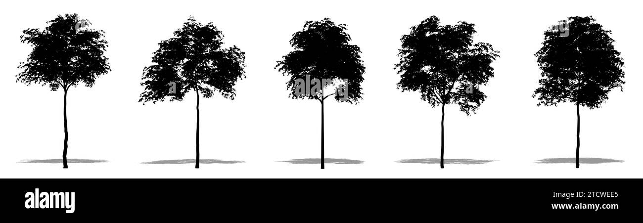 Set or collection of Grey Gum trees as a black silhouette on white background. Concept or conceptual 3D illustration for nature, planet, ecology and c Stock Photo