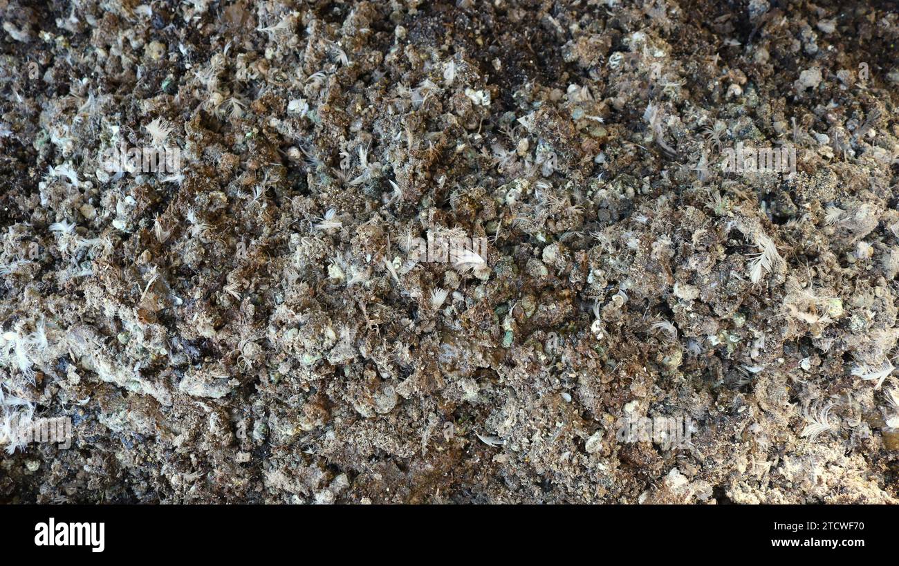 bird excrement in an even layer closeup top view full frame, poultry