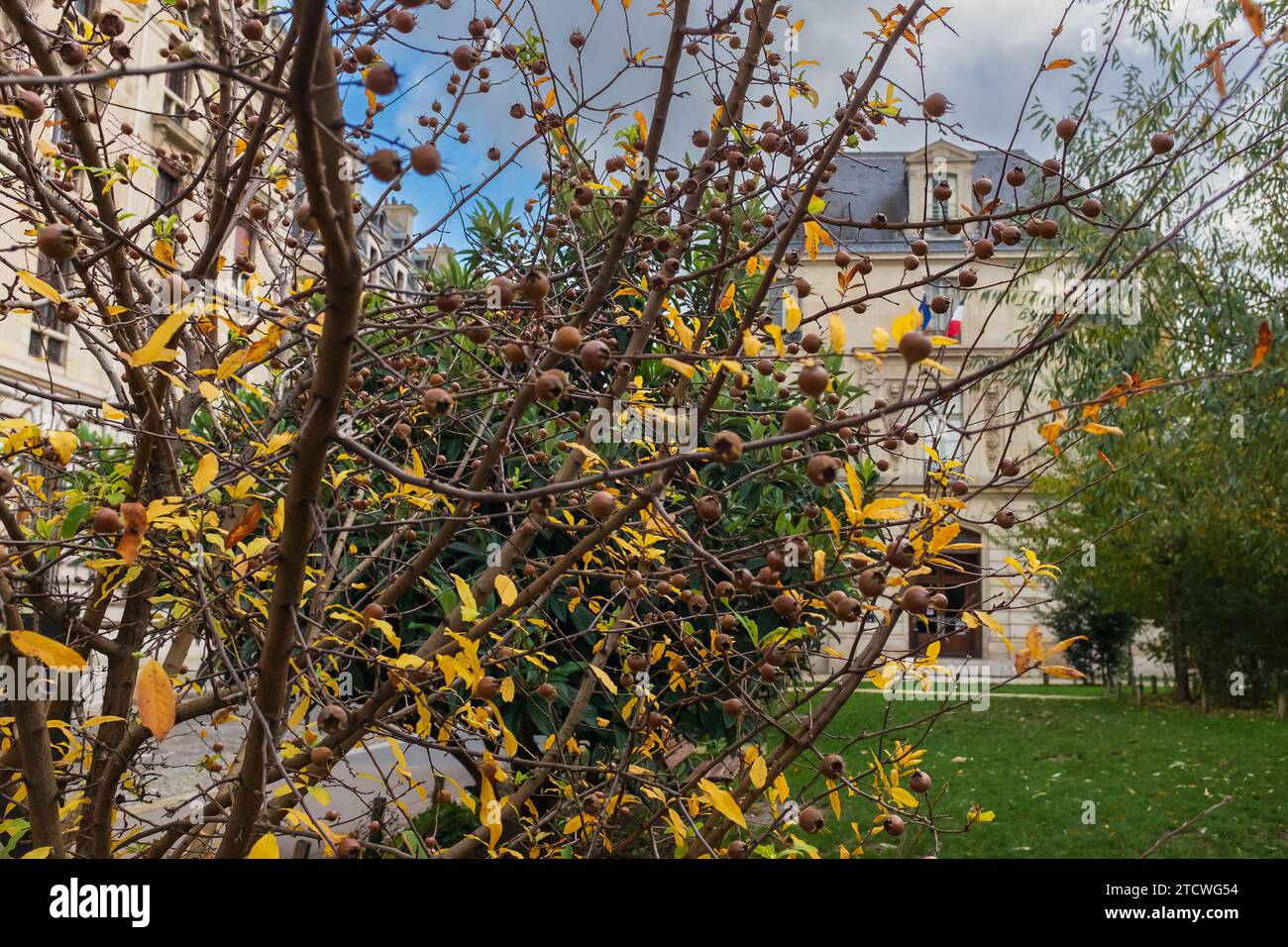 Paris, France, 2023. A yellowing medlar bush in the Jardin Teilhard de Chardin, with the façade of the Bibliothèque de l'Arsenal in the background Stock Photo