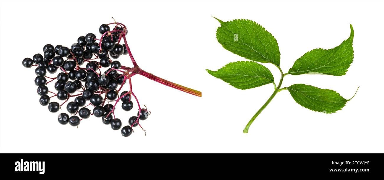 Set of ripe black elderberry fruits or green sprig isolated on white background. Sambucus nigra. Closeup of raw European elder berries or fresh leaves. Stock Photo