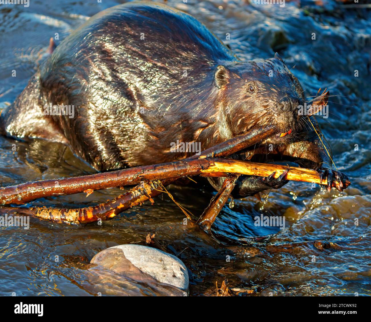 Beaver closeup view building a beaver dam in a water stream flow