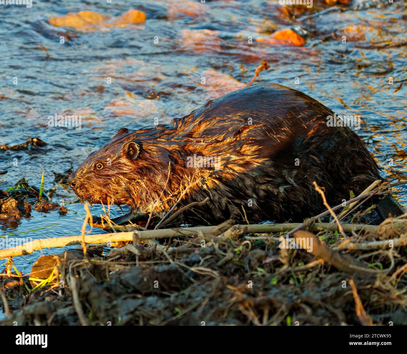 Beaver closeup side view building a beaver dam in a water stream flow