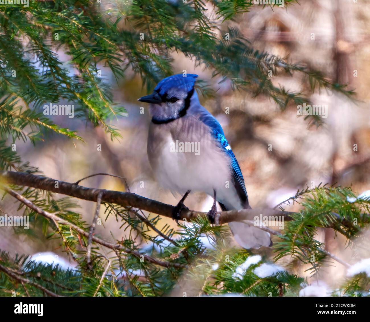 Blue Jay close-up view perched on a branch with a blur soft coniferous evergreen trees background in the forest environment and habitat surrounding. Stock Photo