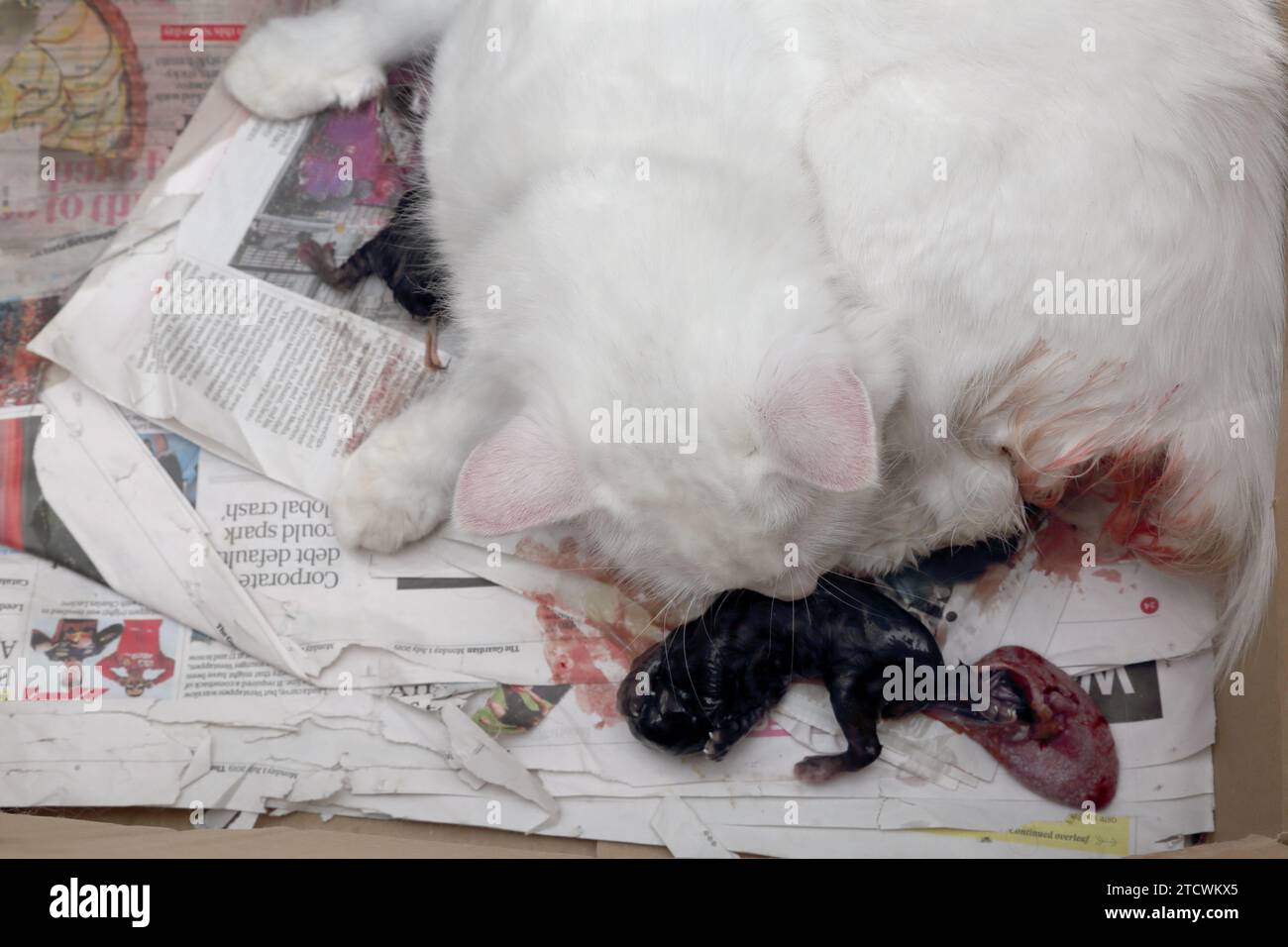 Turkish Angora Cat Giving Birth Stock Photo