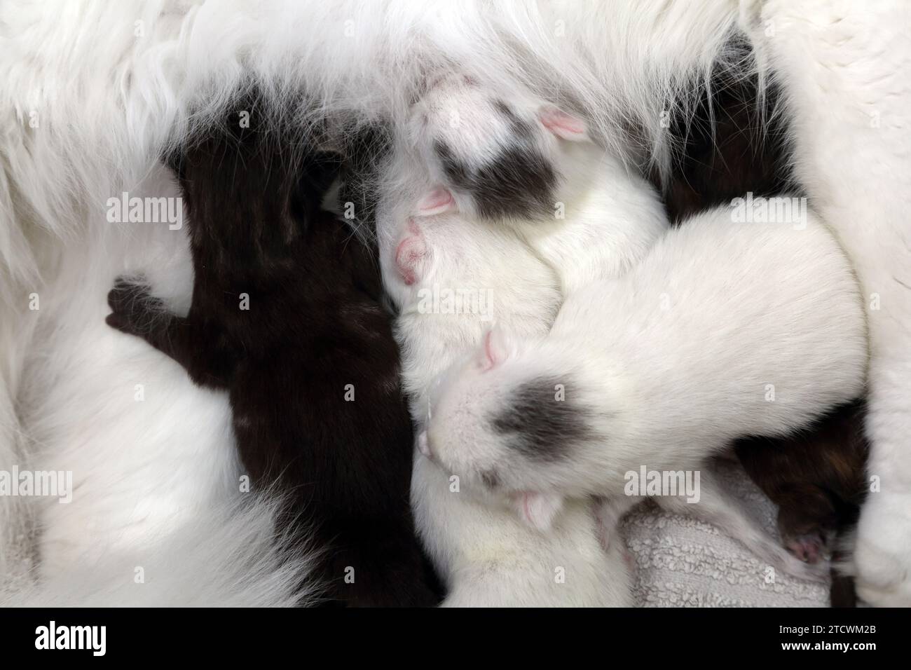 Close up of 6 Days Old Turkish Angora Kittens Feeding Stock Photo