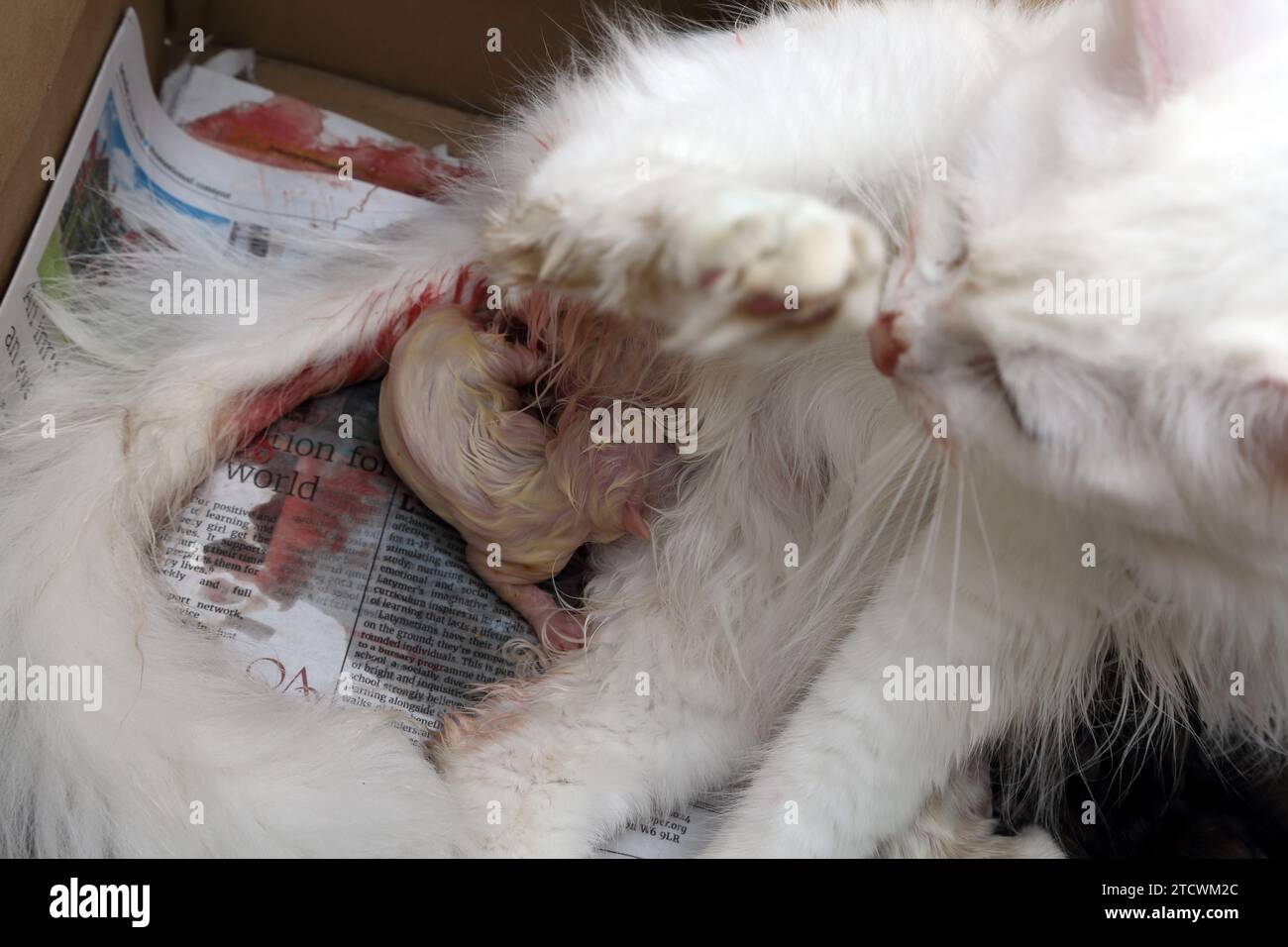 Turkish Angora Cat giving Birth to Kitten in a Box Stock Photo