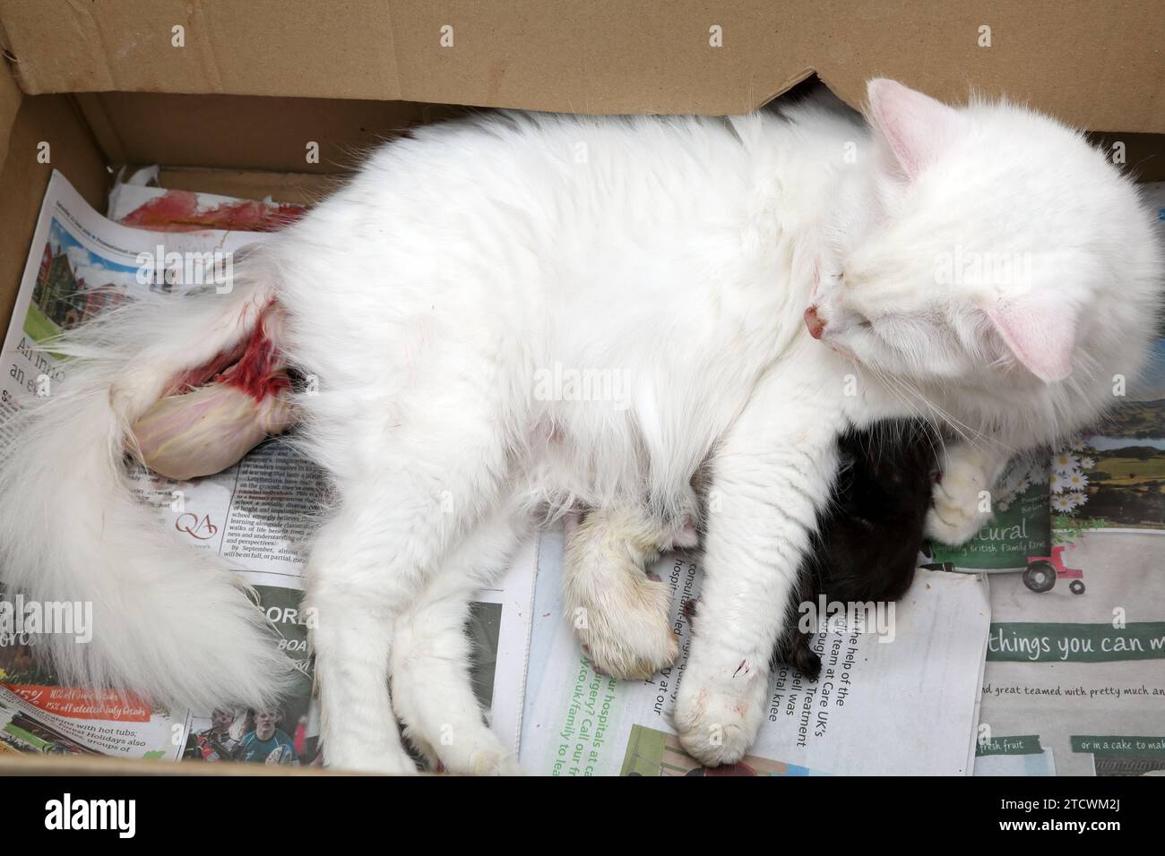 Turkish Angora Cat giving Birth to Kittens in a Box Stock Photo