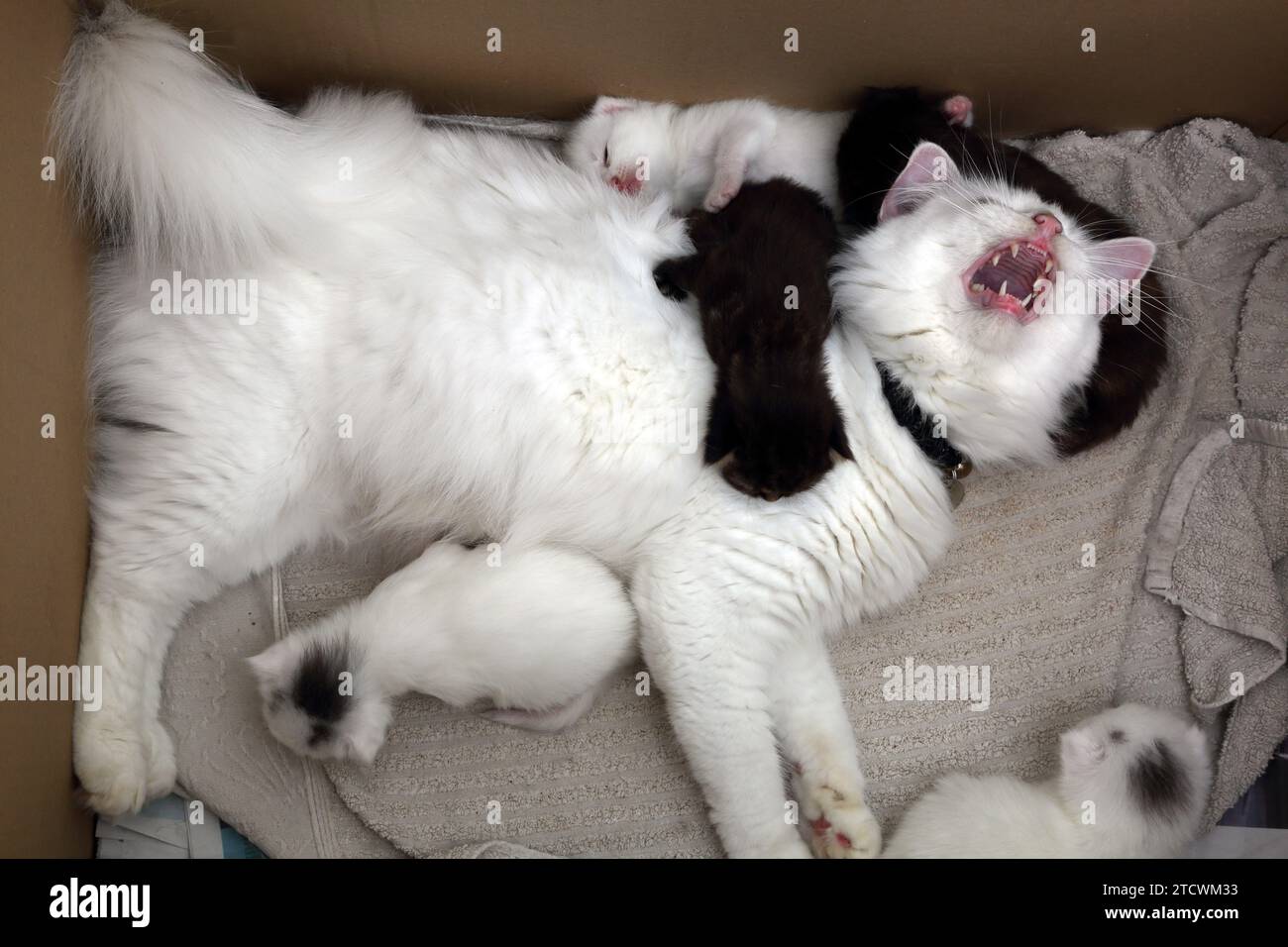 Turkish Angora Cat with 18 Days old Kittens Surrey England Stock Photo