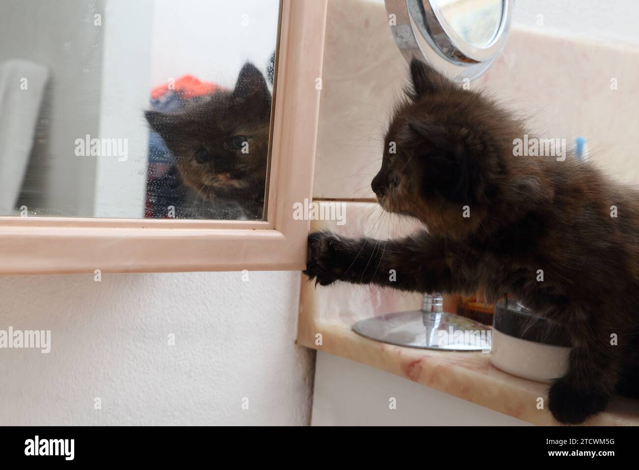 A 7 Weeks Old Tortoiseshell Turkish Angora Cross Kitten Looking at Her own Reflection in Bathroom Mirror Surrey England Stock Photo