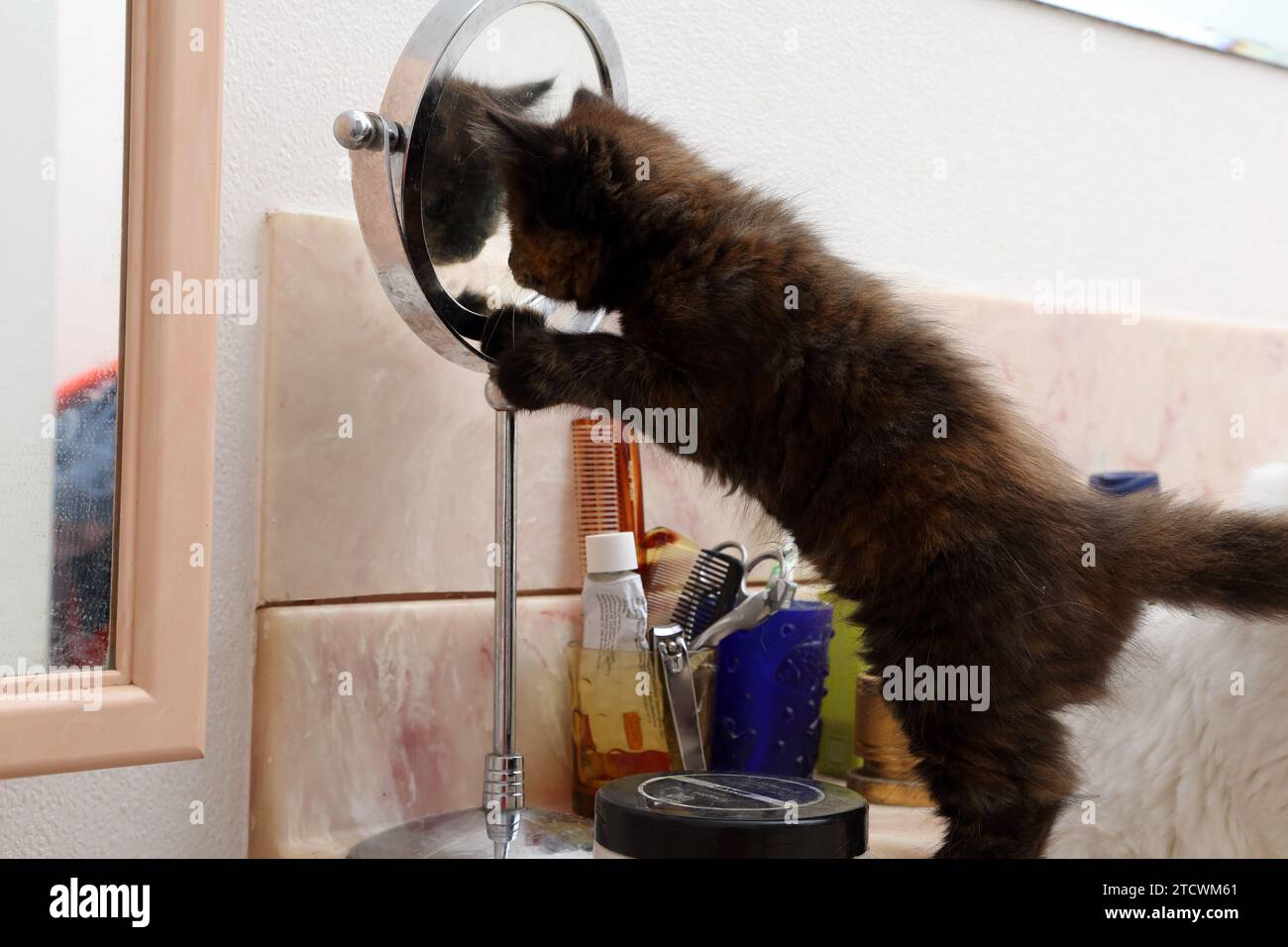 A 7 Weeks Old Tortoiseshell Turkish Angora Cross Kitten Looking at Her own Reflection in Bathroom Mirror Surrey England Stock Photo