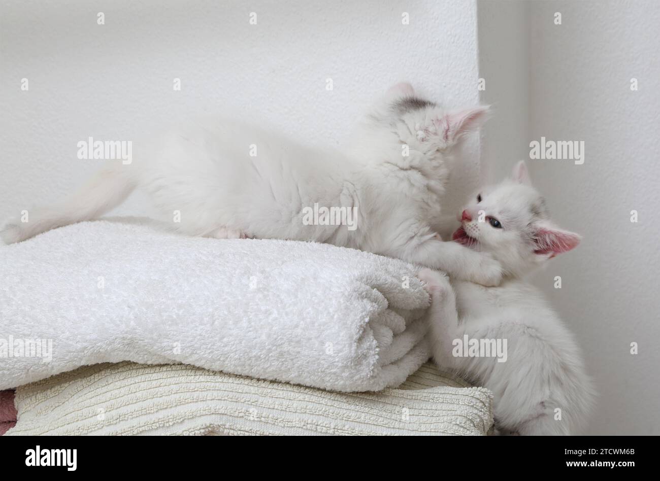 7 Weeks Old White Turkish Angora Cross Kitten with Grey Marking on Head Playing on top of A Pile of Towels Surrey England Stock Photo