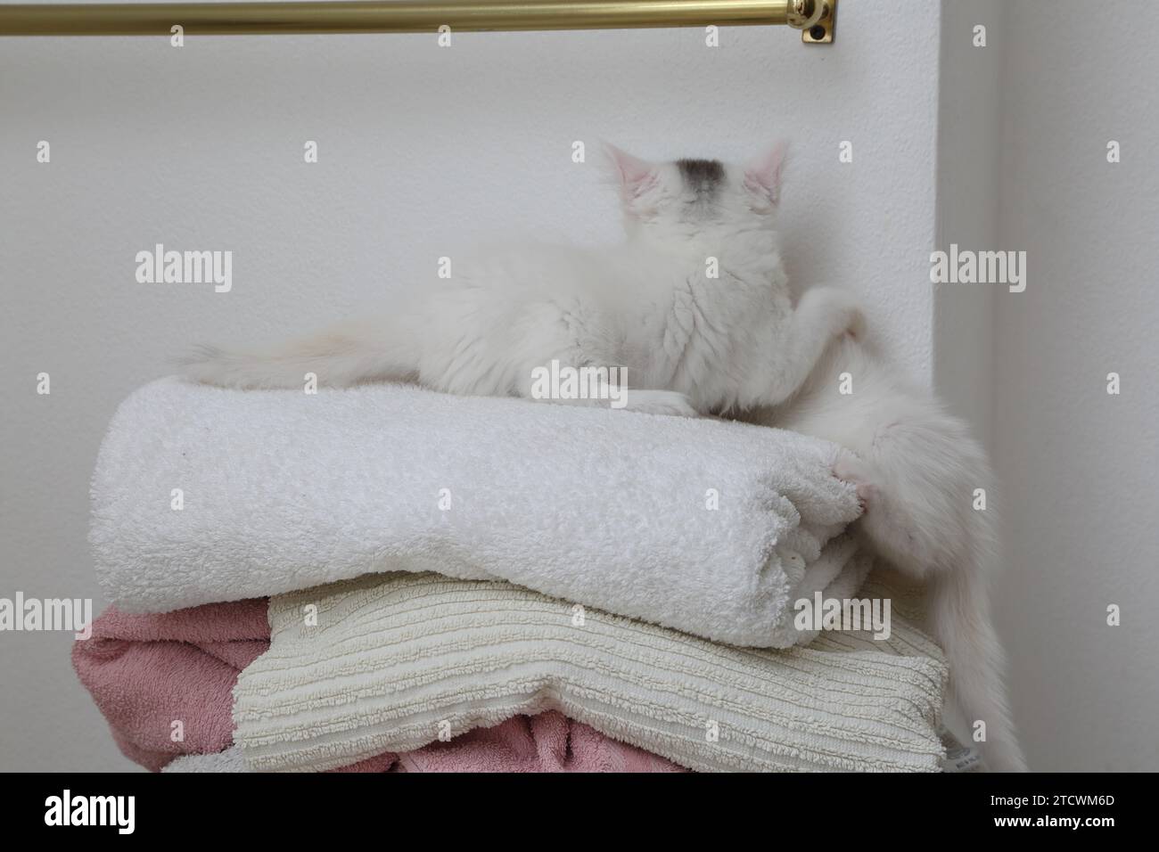 7 Weeks Old White Turkish Angora Cross Kitten with Grey Marking on Head Playing on top of A Pile of Towels Surrey England Stock Photo