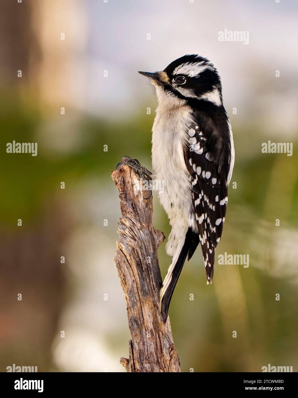 Woodpecker female standing on a twig with a blur forest background in its environment and habitat surrounding, displaying white and black feather plum Stock Photo