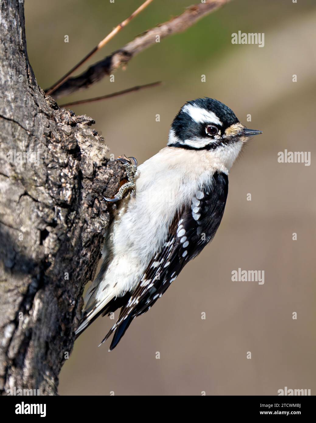 Woodpecker female on a branch with a blur background in its environment and habitat surrounding diplaying white and black feather plumage. Stock Photo