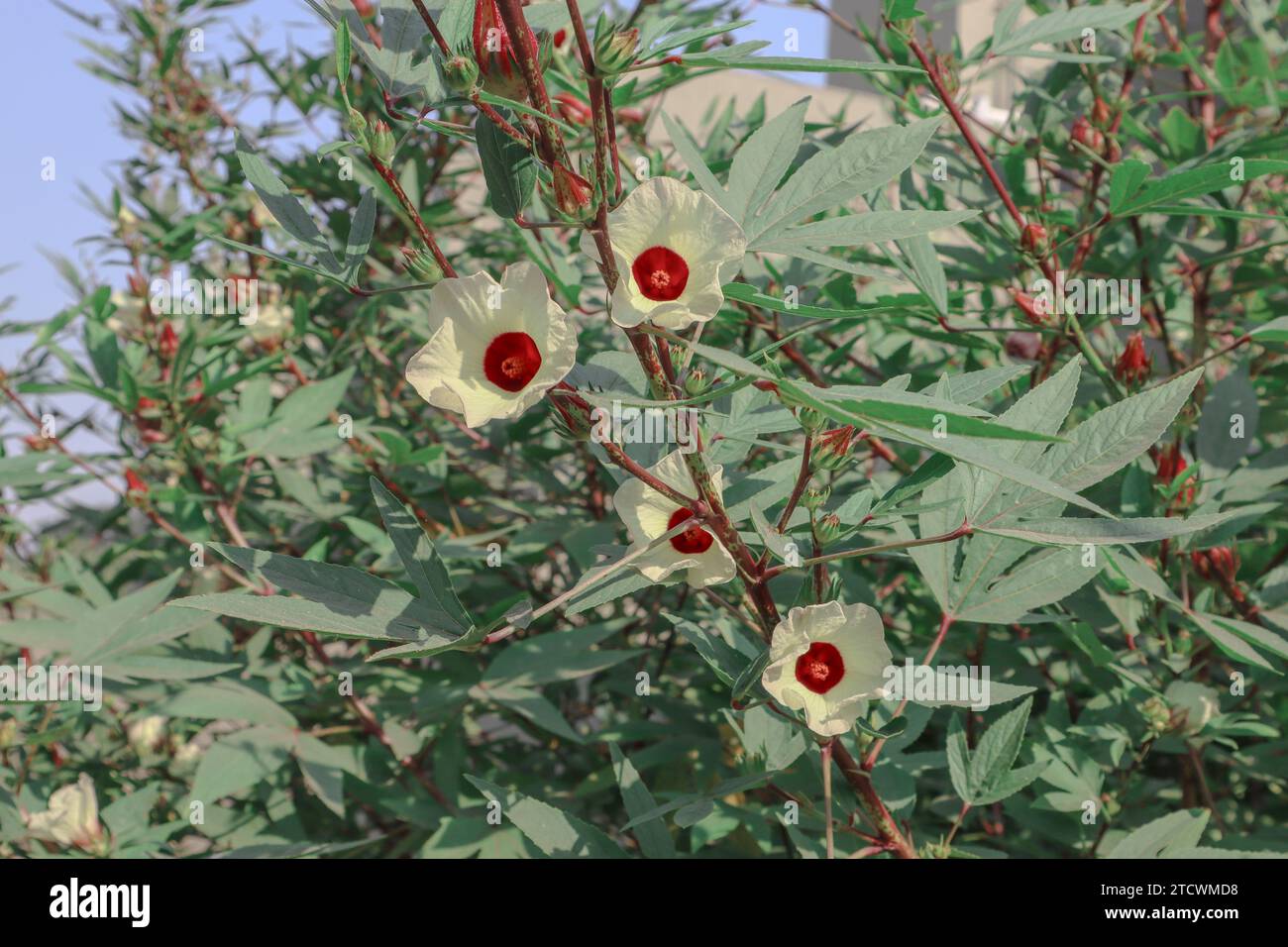 Roselle hibiscus sabdariffa, Red sorrel or Jamaican sorel flowering plant with sour fruits. Gongura, red sorrel used in andhra cuisine as curry or dip Stock Photo