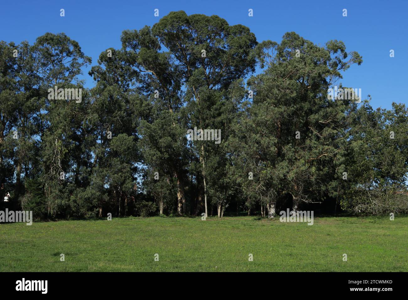 ärboles eucaliptus en prado Stock Photo