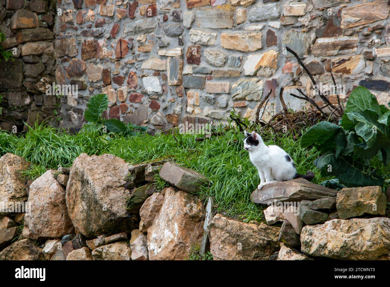 Domestic cats making their life in a rural environment Stock Photo