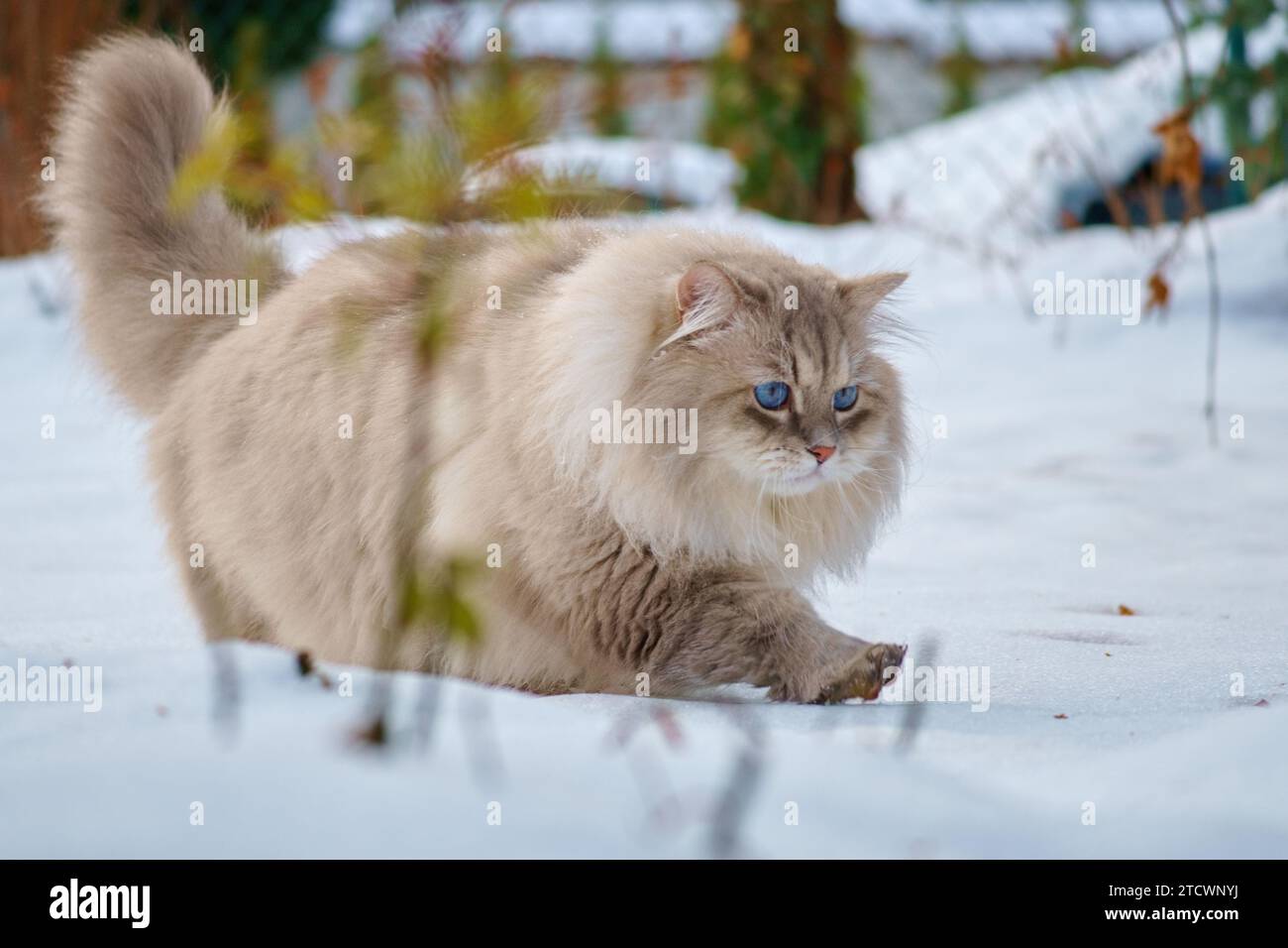 Snow cat russia hi-res stock photography and images - Alamy