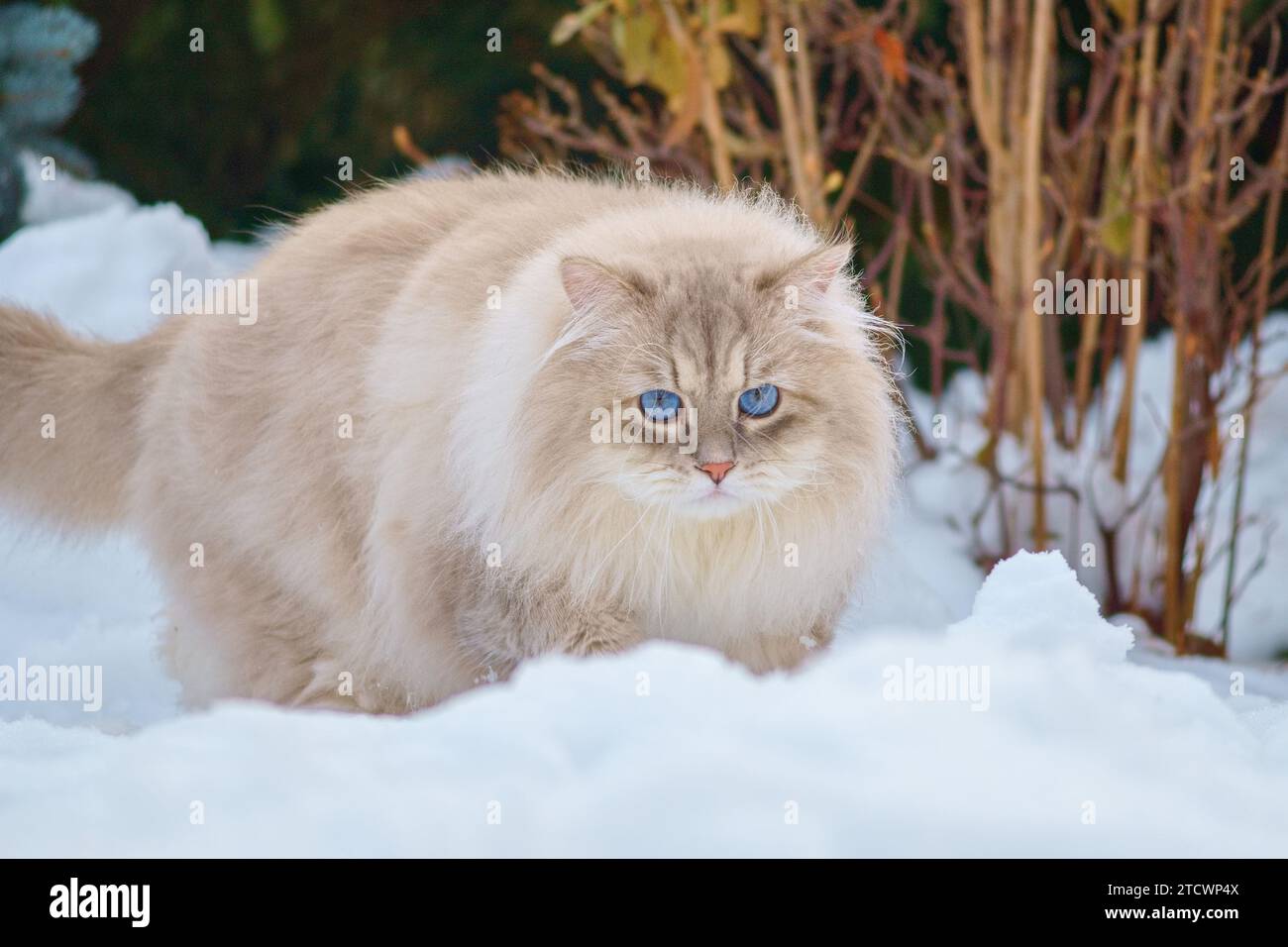 Cat of the Neva masquerade with blue eyes in the snow. Stock Photo