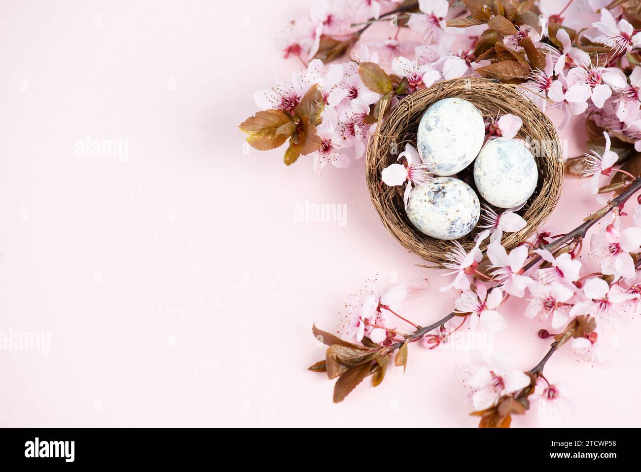Colored easter eggs in a bwicker nest, pink cherry blossom, holiday ...