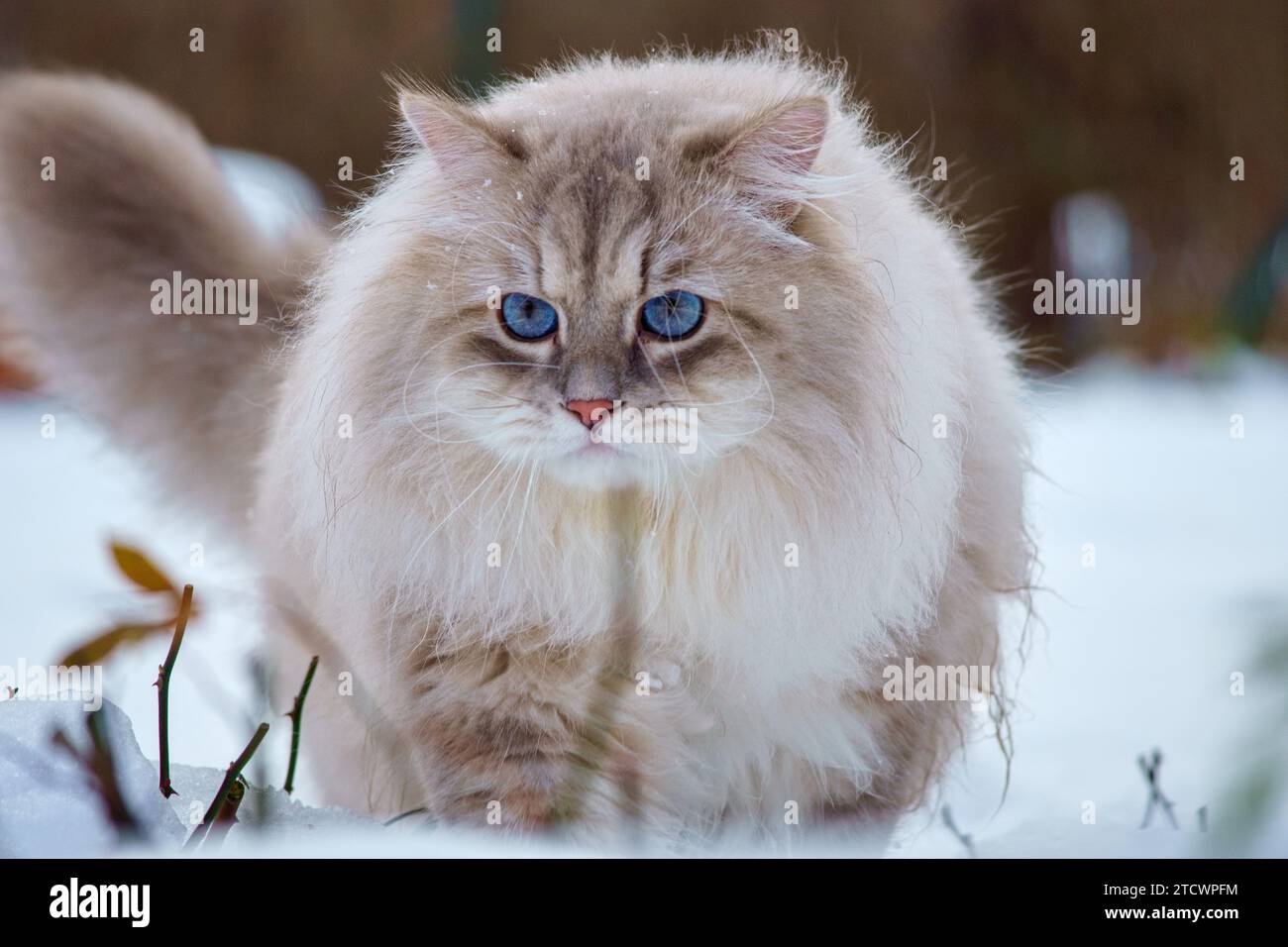 Cat of the Neva masquerade with blue eyes in the snow. Stock Photo