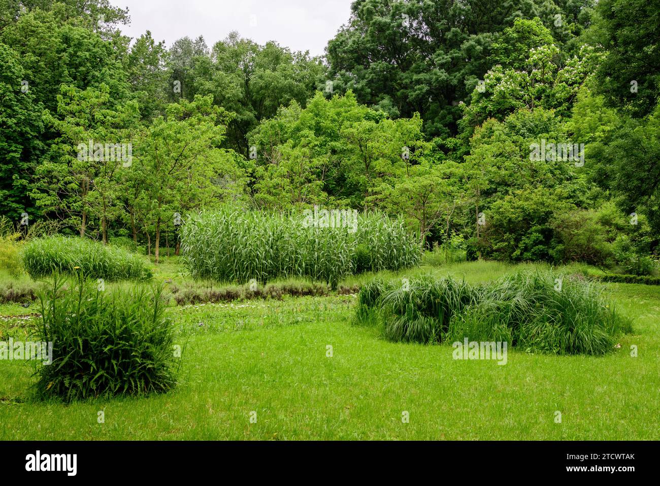 Vivid landscape in Alexandru Buia Botanical Garden from Craiova in Dolj county, Romania, with flowers, grass and large green tres in a beautiful sunny Stock Photo