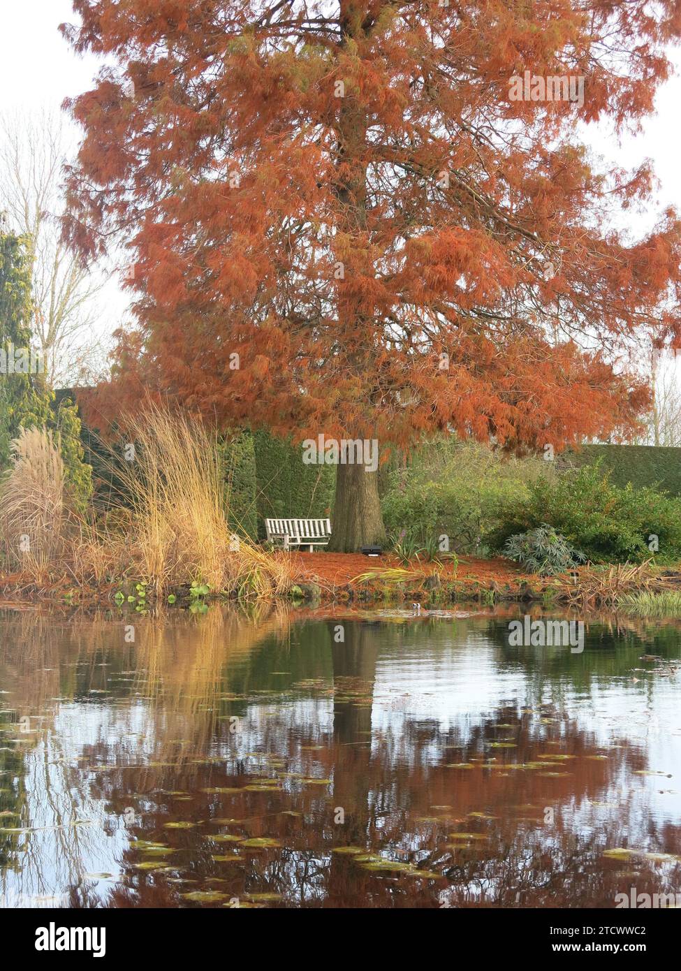 Winter reflections in the water: russet red foliage of the cypress tree Taxodium Distichum grown at the water's edge in the gardens at RHS Hyde Hall. Stock Photo