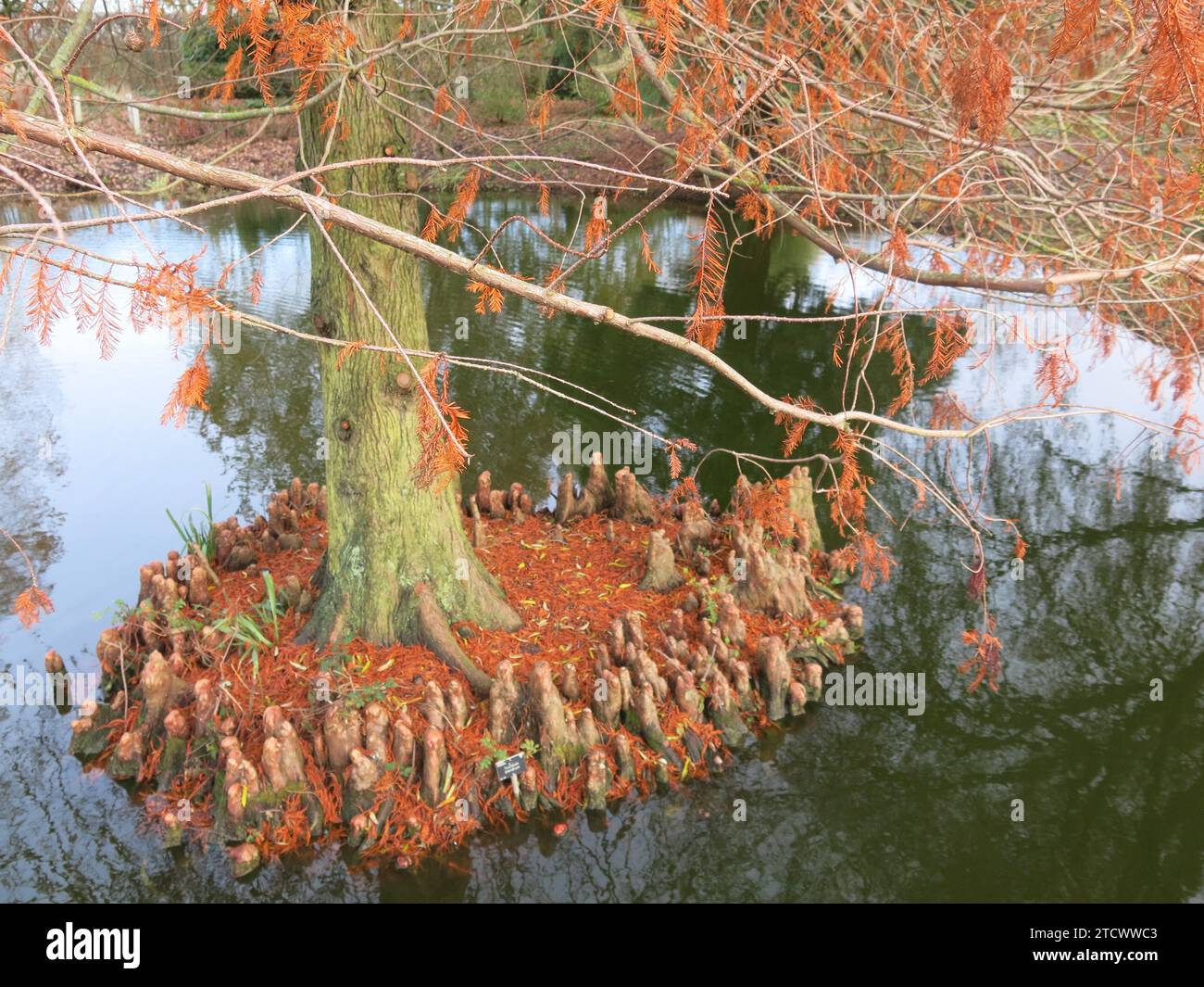 The swamp cypress Taxodium Distichum is characterised by the woody projections or knees at the base of the tree and the russet red foliage in winter. Stock Photo