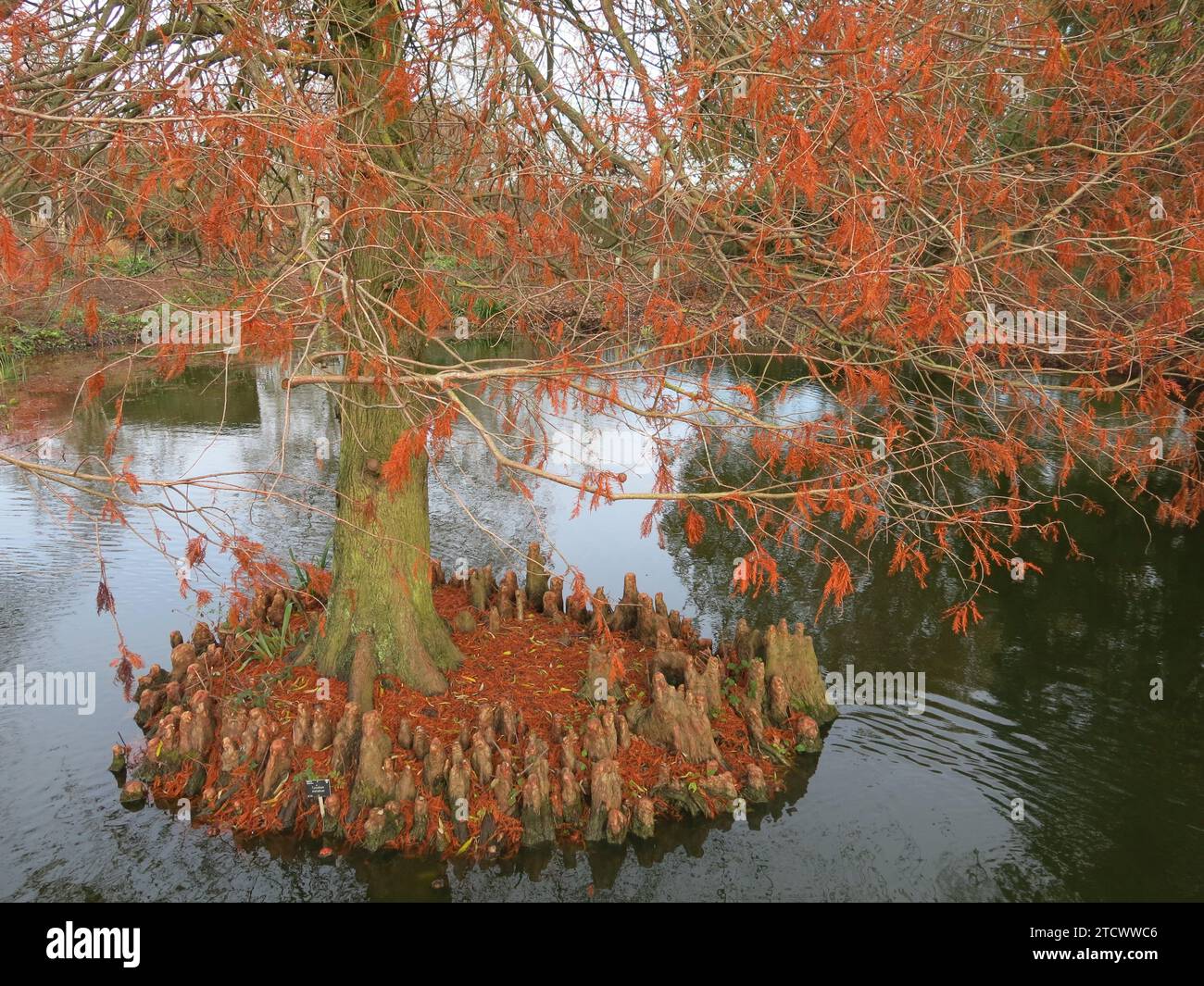 The swamp cypress Taxodium Distichum is characterised by the woody projections or knees at the base of the tree and the russet red foliage in winter. Stock Photo