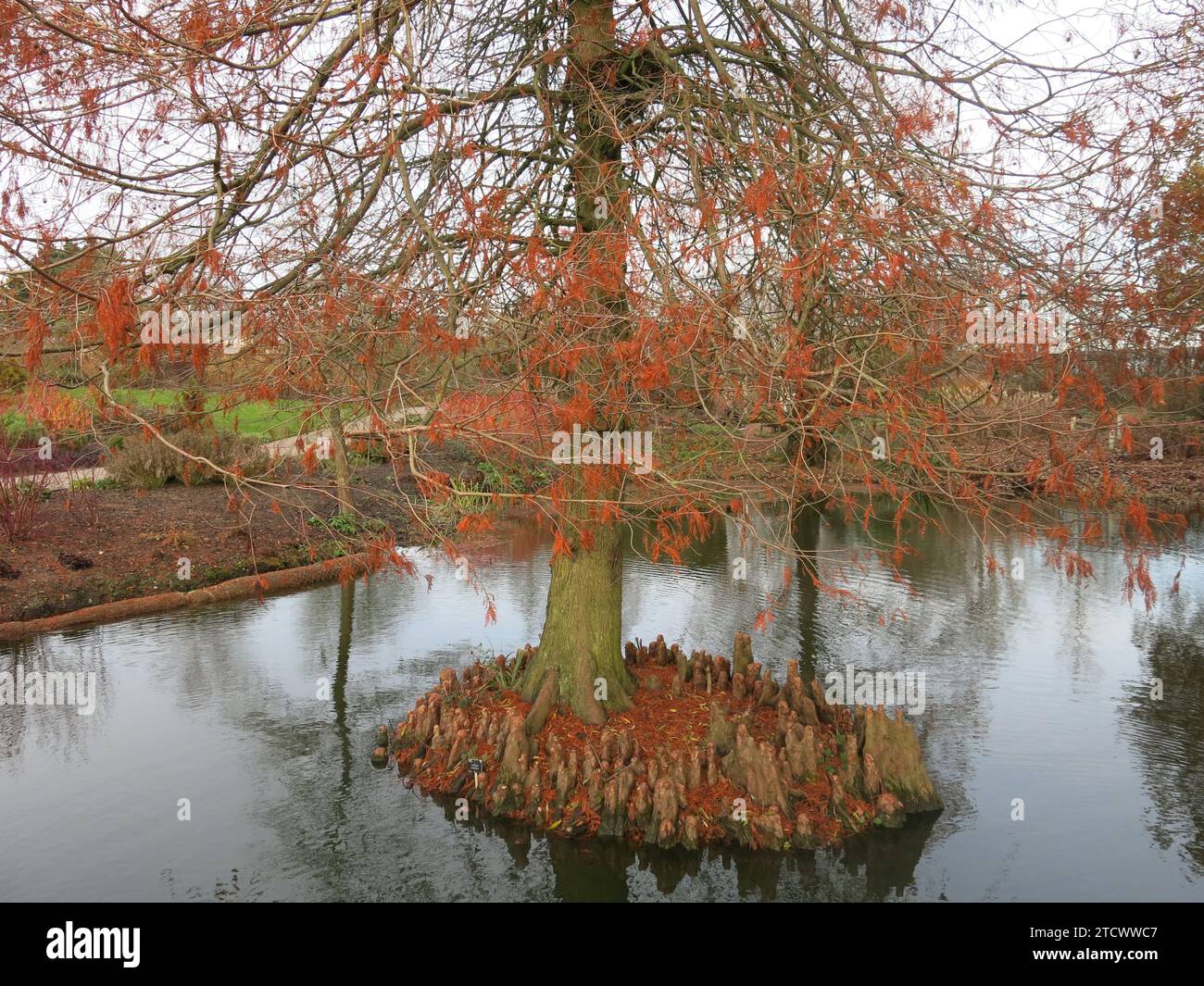Winter colour and structure in the garden: a specimen cypress tree, taxodium distichum on a little island in the lake at RHS Hyde Hall. Stock Photo