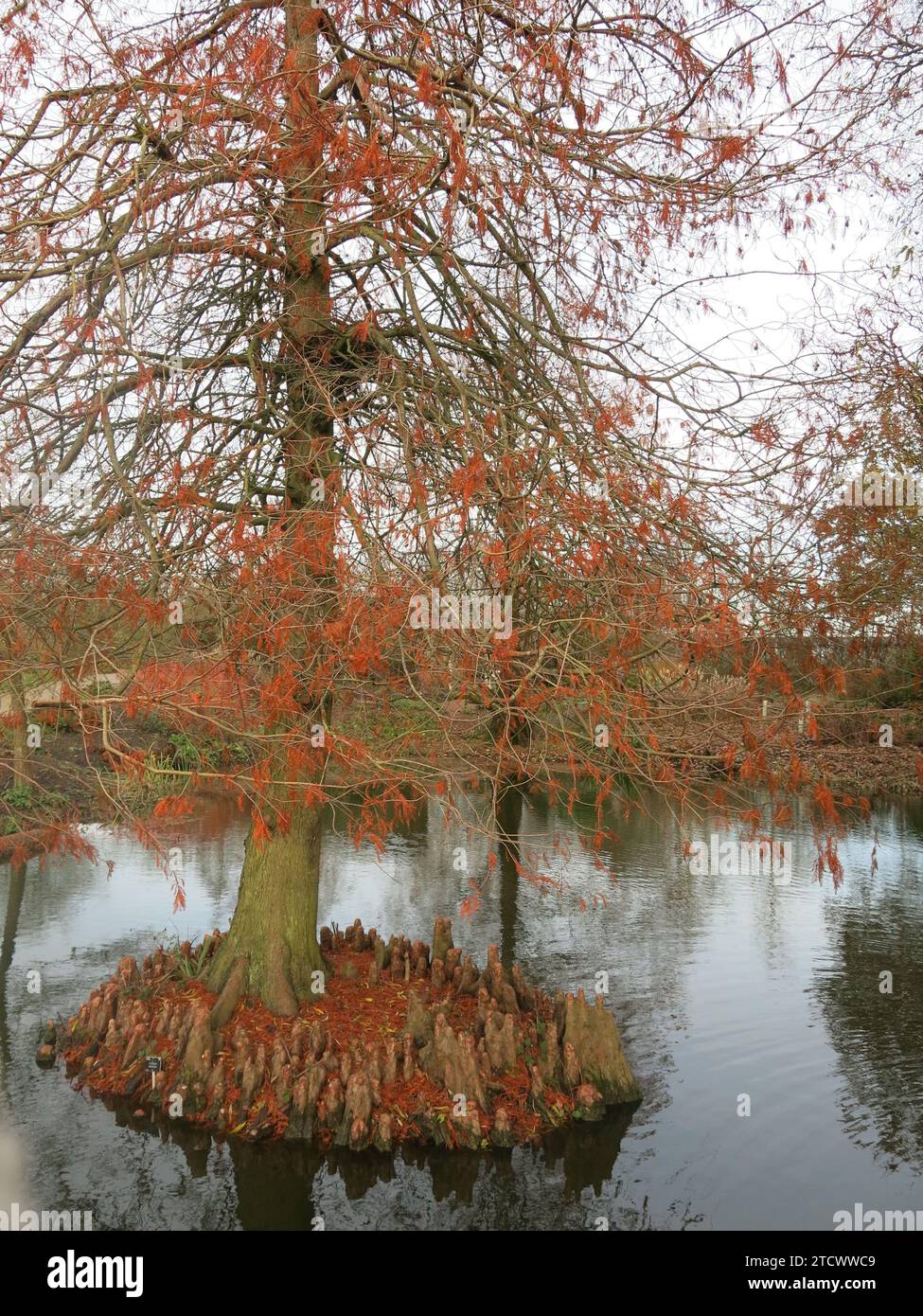 A winter scene with the red foliage and knobbly knees of the conifer tree, the swamp cypress taxodium distichum, growing on an island bed in a lake. Stock Photo