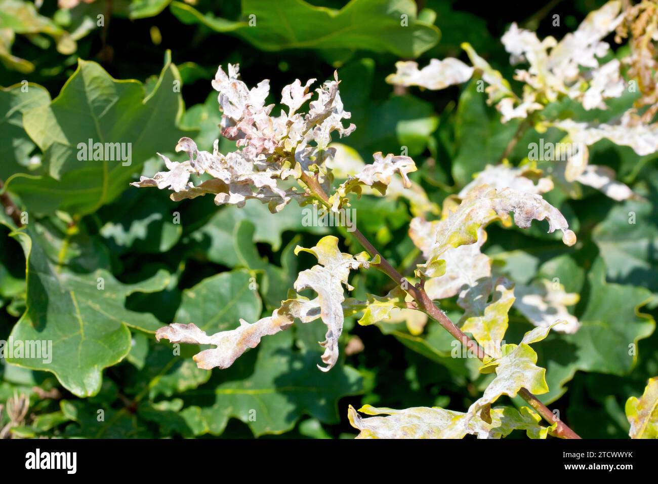 Close up of the leaves of a young Oak (quercus robur, quercus patraea) under attack by Powdery Mildew (erysiphe alphitoides, microsphaera alphitoides) Stock Photo