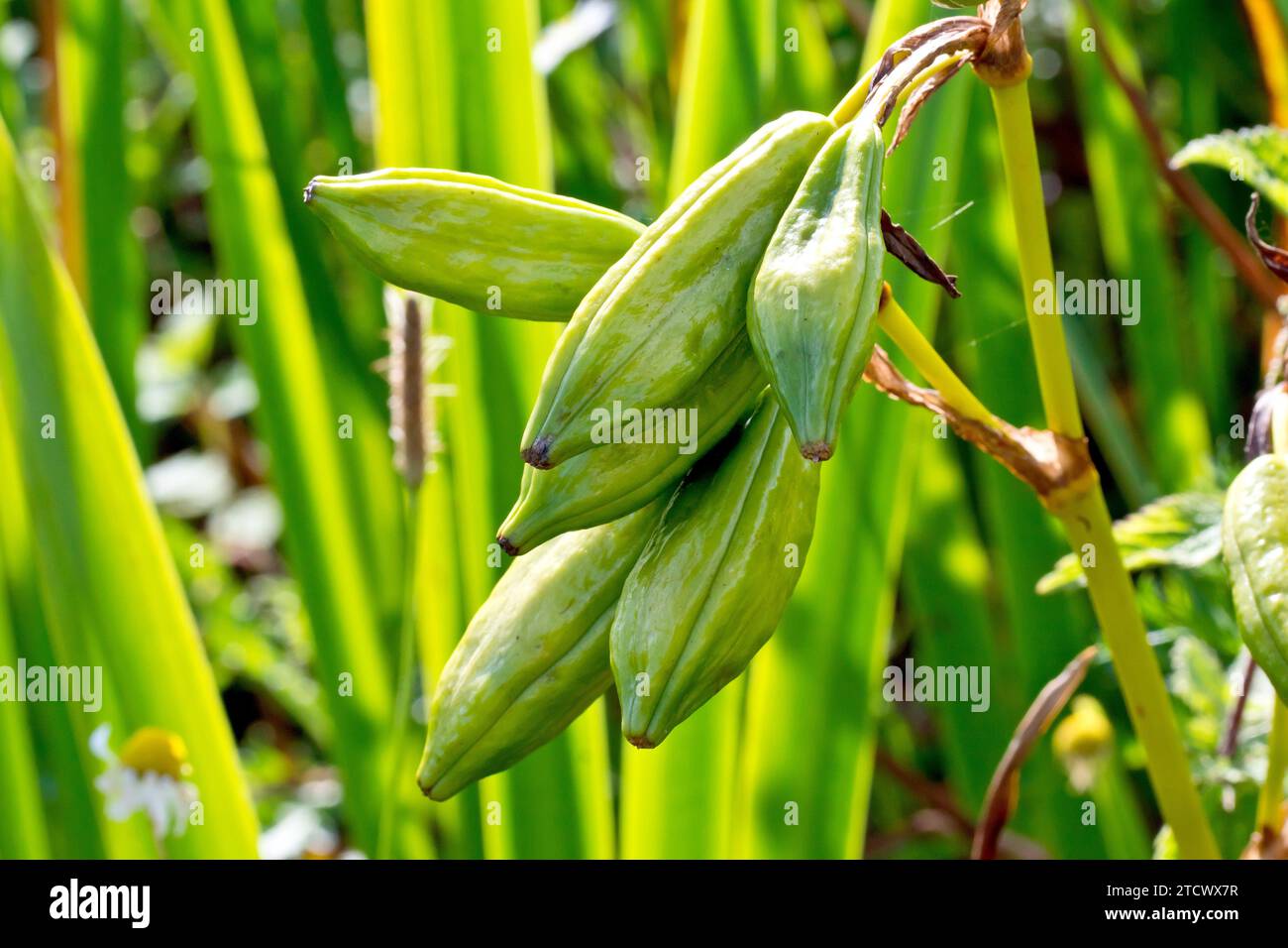 Yellow Iris or Yellow Flag (iris pseudacorus), close up of the bulbous