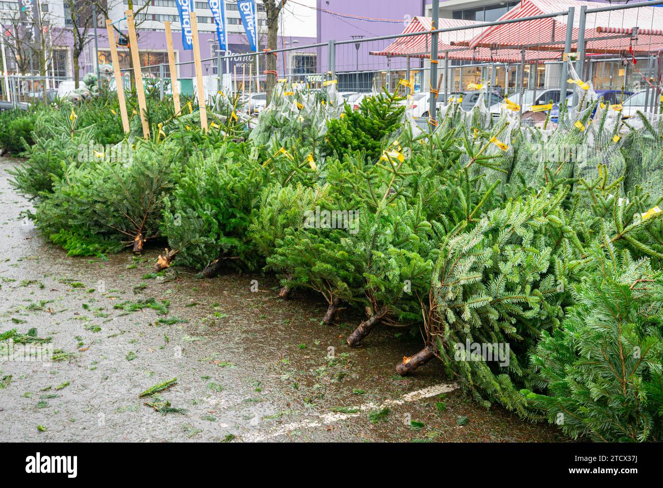 Cut Nordmann firs at a plaza for Christmas tree sales in Gouda, The Netherlands Stock Photo